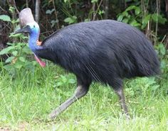 an emu walking through the grass in front of some trees