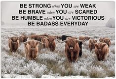 a herd of long horn cattle standing on top of a grass covered field next to a quote that reads, be strong when you are weak