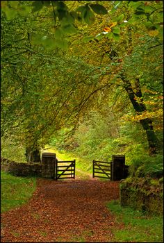 a path in the woods with trees and leaves on both sides, leading to a gate