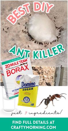 the best diy for ants and other pests to keep them out of the house