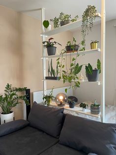 a living room filled with lots of plants and potted plants on top of shelves