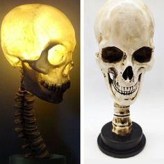 two different views of a human skull and a skeleton head