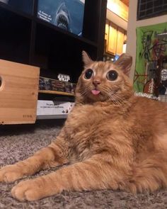 an orange cat laying on the floor in front of a tv with its tongue hanging out