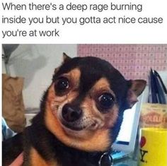 a dog is looking at the camera with an awkward look on it's face and caption that reads, when there's a deep rage burning inside you but you gota