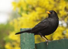 a black bird sitting on top of a wooden fence next to a green tree with yellow leaves