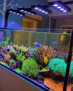 a fish tank filled with lots of different types of corals and other marine life