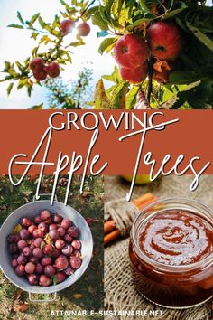 apples on a tree, in a bucket, and in a sauce. Trees Backyard, Edible Landscape