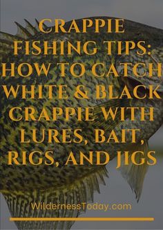 a close up of a fish with the words crapie fishing tips how to catch white and black crapie, bat, lures, and jigs