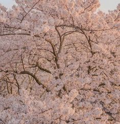 a large tree with lots of pink flowers on it