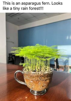 a cup filled with green plants on top of a wooden table