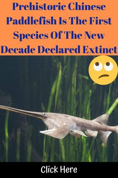 an image of a fish in the water with text overlaying it that reads, prehistic chinese paddlefish is the first species of the new decade dedicated extinct