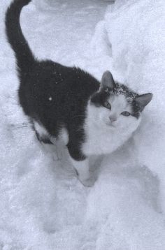 a black and white cat standing in the snow