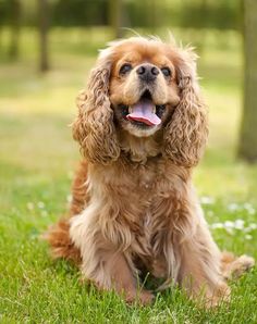 a dog sitting in the grass with its tongue out