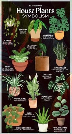 the houseplants and their names are shown in this poster, which shows different types of plants