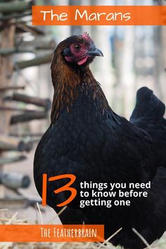 a black chicken standing on top of dry grass