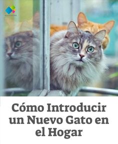 two cats looking out the window with caption that reads, como introducir un nevo gato en el hogar