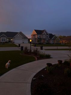 a dog is standing on the sidewalk in front of some houses at night with lights on