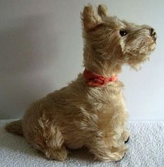 a small brown dog sitting on top of a white carpeted floor next to a wall