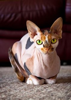 a cat with yellow eyes sitting on the floor