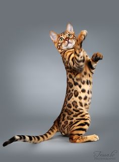 a cat standing on its hind legs in the air