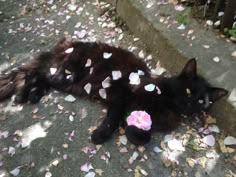 a black cat laying on the ground with petals all over it's body and head