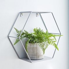 a potted plant sitting inside of a hexagonal glass container on a wall