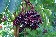 berries hanging from the branches of a tree