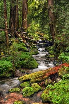 a stream running through a forest filled with lots of green moss covered rocks and trees