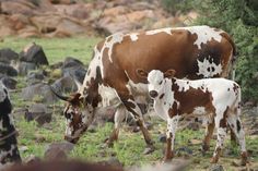 three cows grazing in the grass near rocks