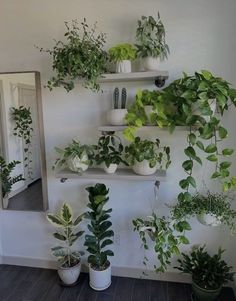 Fig Plant Indoor, Grey Apartment, Fig Plant, Plant Room, Apartment Living Room Design, Indoor Jungle, Room Makeover Bedroom, Plant Mom