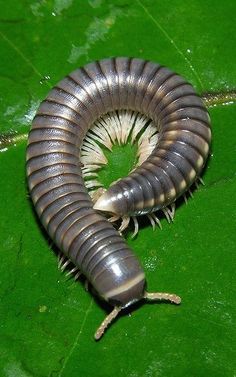 a close up of a caterpillar on a green leaf