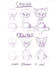 some drawings of different animals with the words feline written on their face and head