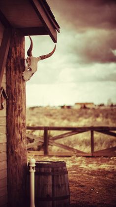 a cow skull mounted to the side of a wooden building next to a wood barrel