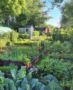 a garden filled with lots of green plants next to a building and trees in the background