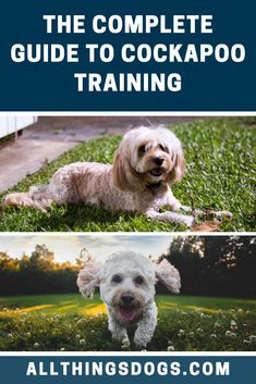 the complete guide to cockapoo training