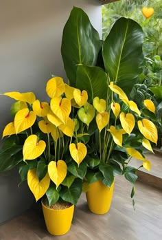 some yellow flowers are in pots on the floor next to a planter with large green leaves