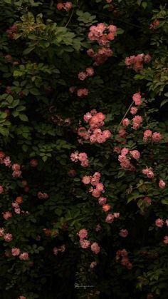 pink flowers are blooming on the side of a tree in front of green leaves