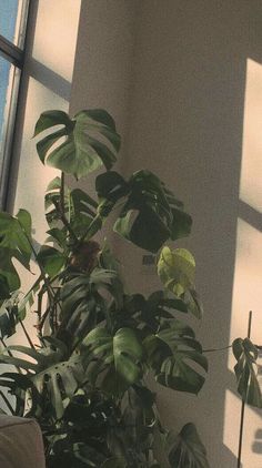 a plant in front of a window with the words i love you but you don't know it