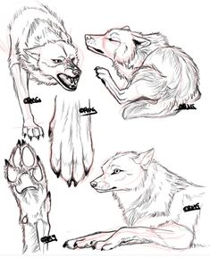 some drawings of wolfs laying down with their paws on each other's legs