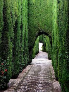 an alley lined with green trees and bushes