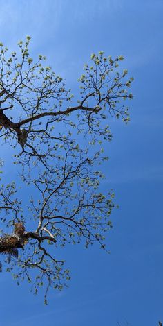 two birds sitting in the branches of a tree with no leaves on it, against a blue sky