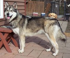 a large dog standing on top of a wooden bench