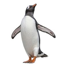 a penguin standing on its hind legs with it's head turned to the side