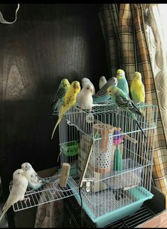 several parakeets are sitting in their cages on the shelf next to each other