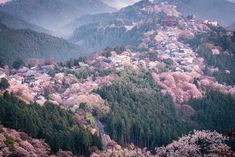 a small town nestled on top of a mountain covered in pink flowers and surrounded by trees