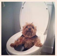 a brown dog sitting on top of a toilet seat