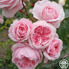 Kiss Me Kate™ Arborose® Kiss Me Kate, Climbing Rose, Heirloom Roses, Types Of Roses, Shrub Roses, Growing Roses, David Austin, Planting Roses, Rose Bush