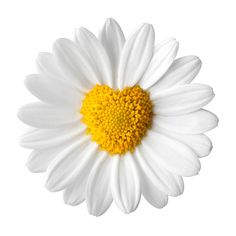 a white daisy with yellow center on a white background stock photo and royalty free image