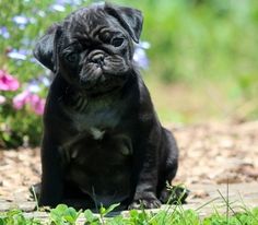 a small black pug puppy sitting on the ground in front of some pink and purple flowers