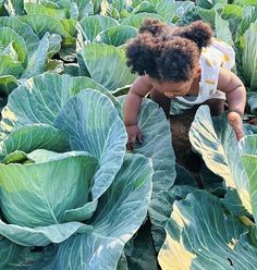 a baby in a field with lots of green cabbages looking down at the ground